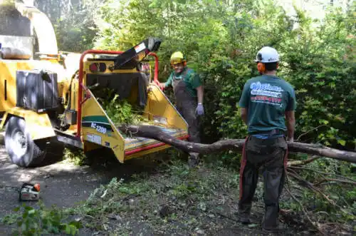 tree services Bridgeview